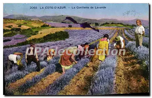 Cartes postales La cote d�azur la cueillette de lavande