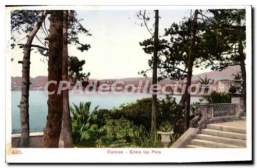 Cartes postales Cannes entre les Pins