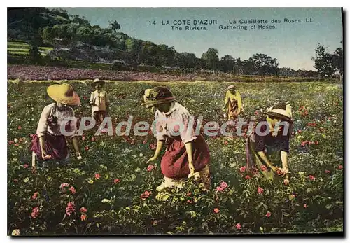 Cartes postales La Cote d'Azur la Cueillette des Roses