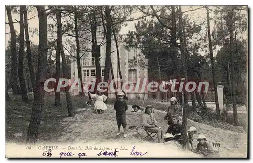 Cartes postales Cayeux Dans les Bois de Sapins