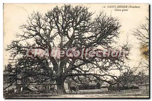 Cartes postales Vaucluse Saint Didier (Vaucluse) Chene geant