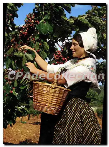 Cartes postales moderne Les Belles Images de Provence Cueillette de Cerises