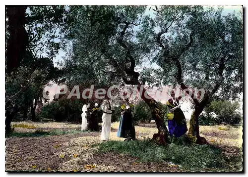 Cartes postales moderne En Provence cueillette des olives