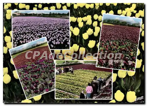 Cartes postales Tulipes Vendeennes Tranche sur Mer La Conche La Terriere La Griere