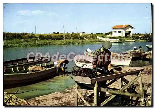 Cartes postales moderne Parcs � Moules de bouchots mytiliculteur