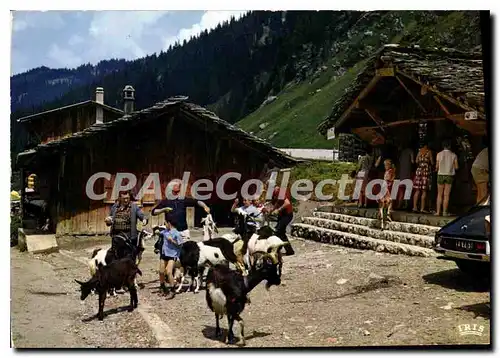 Ansichtskarte AK Env de Morzine Hte Savoie les Lindarets les Chevres amusent les Petit et les Grands