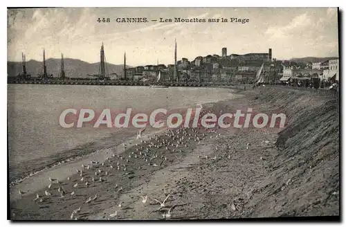 Cartes postales Cannes Les Mouettes sur la Plage