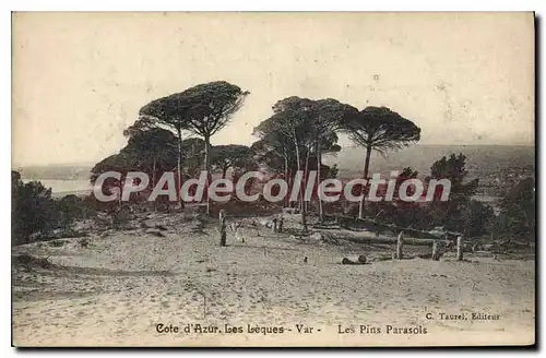 Cartes postales Les Lecques Var Les Pins Parasols