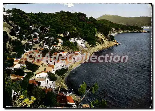 Cartes postales moderne Cote D'Azur Toulon Pin de Galle