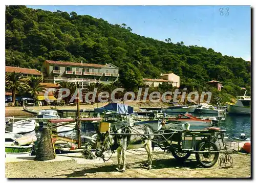 Cartes postales moderne La Cote D'Azur Ile de Port cros Le petit Port