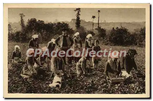 Cartes postales Plougastel Daoulas la Cueillette des Fraises