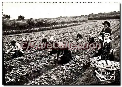 Cartes postales moderne Bretagne Cuillette des fraises � Plougastel