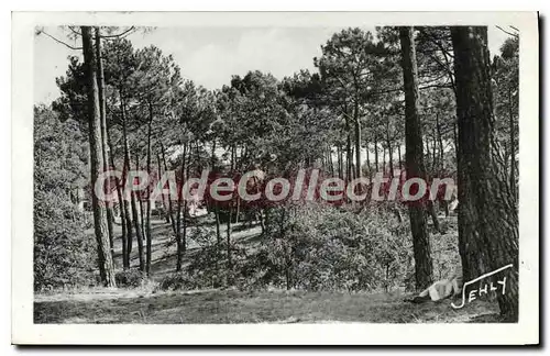 Cartes postales Longeville sur Mer (Vendee) Paysage dans le Foret