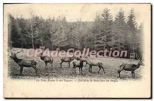 Cartes postales Ein Rudel Birsche in den Vogesen