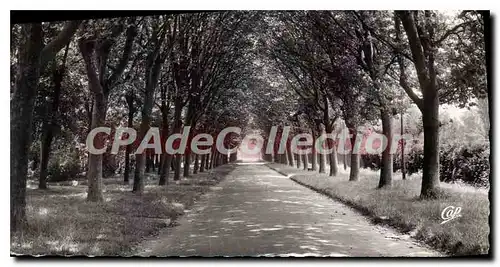 Cartes postales moderne Auxerre Allee de l'Arbre Sec