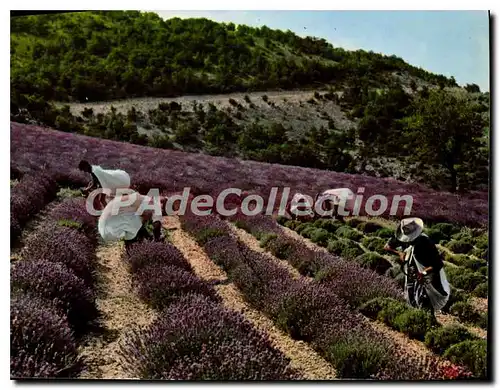 Cartes postales moderne les vrais coupeurs de lavande