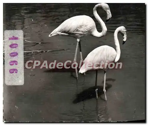 Cartes postales moderne Camargue Flamants Roses