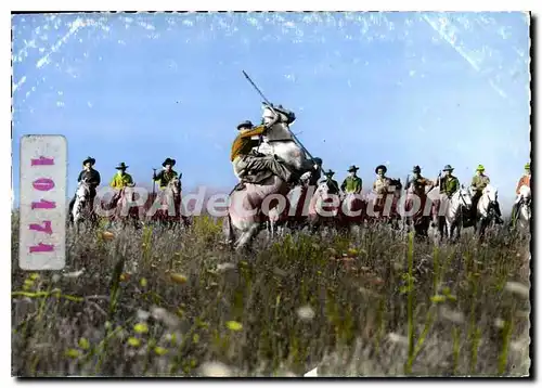 Cartes postales moderne En Camargue Gardians