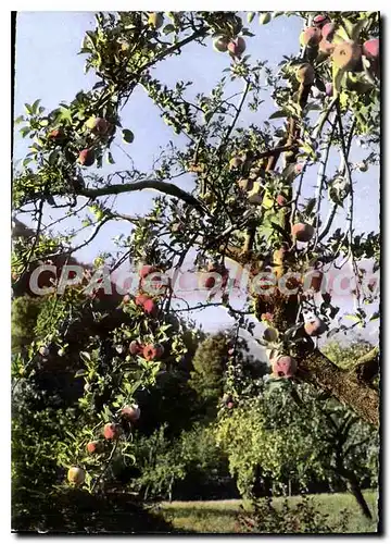 Cartes postales moderne Promenade A L'Automne Dans Le Roussillon