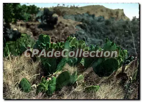 Cartes postales moderne Le Roussillon Plante Exotique