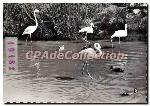 Moderne Karte Camargne Flamants Roses