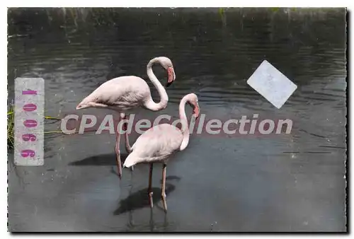 Cartes postales moderne En Camargue Flamants Roses