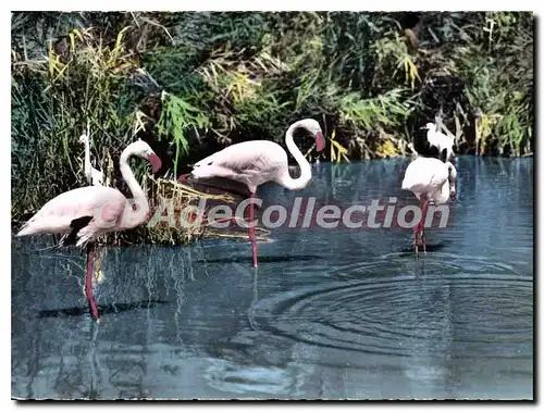 Moderne Karte En Camargue Flamants Roses Rosy Flamingos Rollich Flamingos