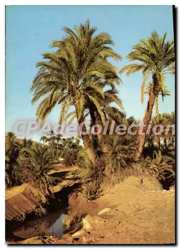 Cartes postales moderne Bechar L'Oasis
