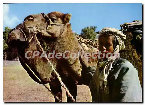 Moderne Karte Algerie Un Chamelier