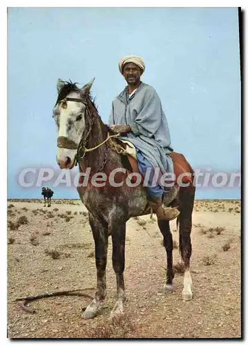 Cartes postales moderne Algerie Un Chamelier