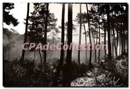 Cartes postales moderne Landes De Gascogne Brumes Matinales Dans Les Pins