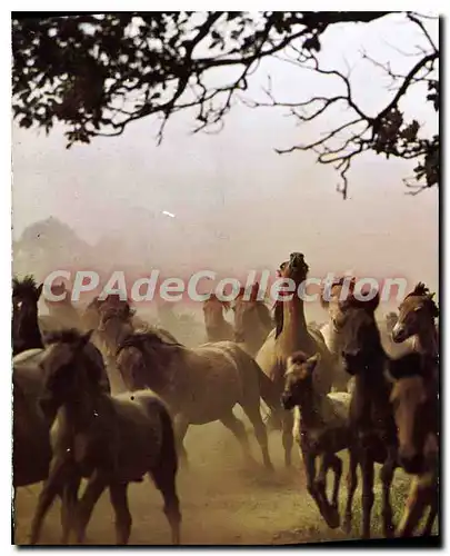 Cartes postales moderne Dalmener Wildpferde Chevaux Sauvages De Duimen Dulmenter Wild Horses