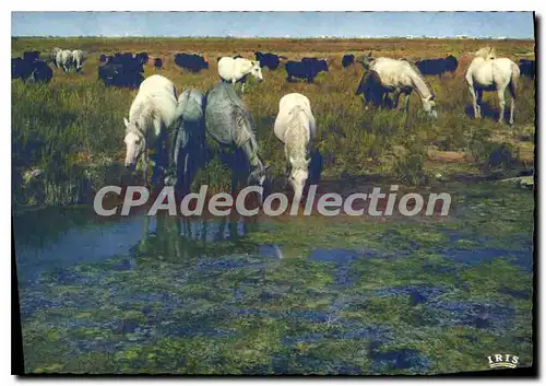 Cartes postales moderne Camargue Avec Les Gardians Un Ciel Tres Pur