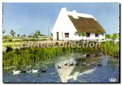 Cartes postales moderne En Camargue Avec Les Gardians Cabane de Gardians au Milleu des Marais