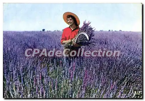 Cartes postales moderne Champ De Lavande Lavender Field