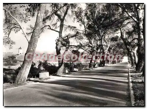 Cartes postales moderne Paysages De Provence Fontvieille L'Allee De Pins