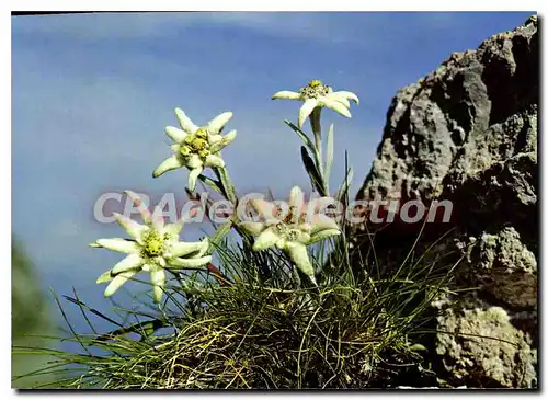 Cartes postales moderne Leontopodium Alpinum Edelweiss Pied De Lion
