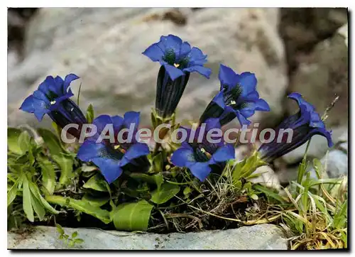 Moderne Karte Gentiana Acaulis Stengelloser Enzian