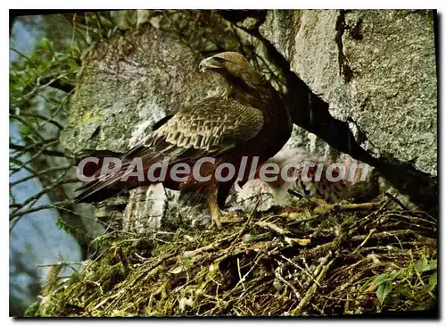 Cartes postales moderne Aigle Royal