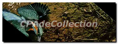 Cartes postales moderne Alcedo Atthis Eisvogel Martin Pecheur Kingfisher