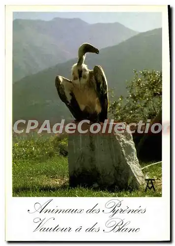 Cartes postales moderne Animaux Des Pyrenees Vautour A Dos Blanc