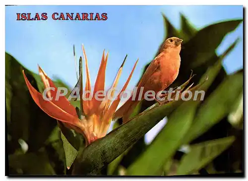 Cartes postales moderne Islas Canarias Strelitzia Reginae