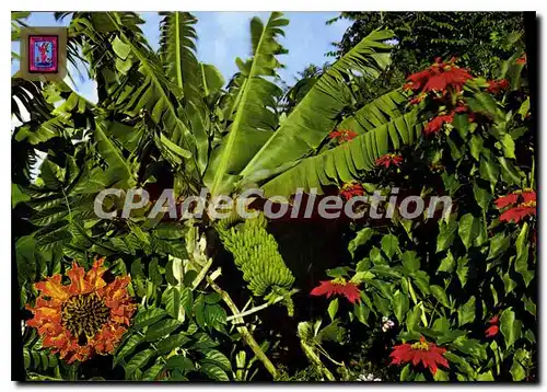 Cartes postales moderne Tenerife Plataneras Flores