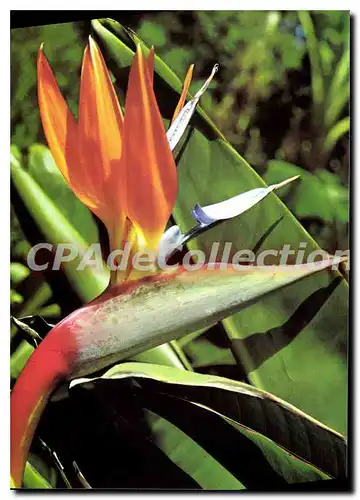 Cartes postales moderne Flores De Tenerife Pajaro Del Paraiso Strelitzia