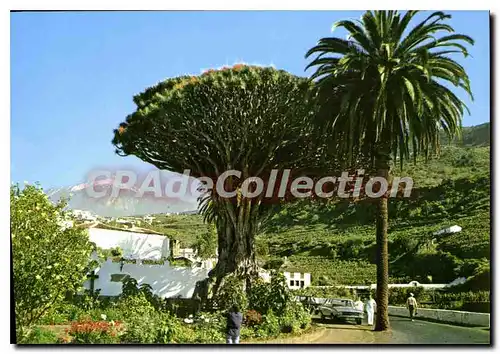 Cartes postales moderne Tenerife Drago Milenario