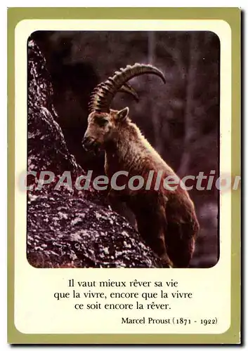 Cartes postales moderne Bouquetin Des Alpes