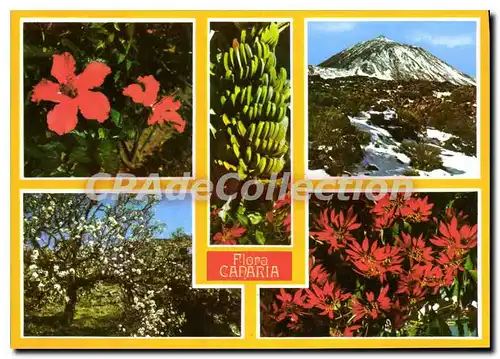 Cartes postales moderne Tenerife Canaria Flora