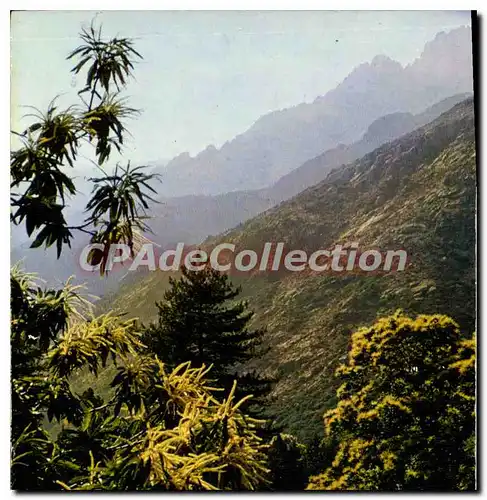 Cartes postales moderne Le Massif des Maures Paysage typique