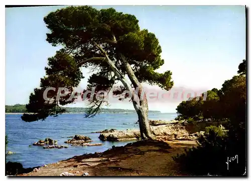 Cartes postales moderne La Cote d'Azur miracle de la nature Ile Saint Honorat