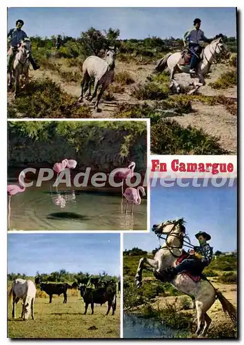 Cartes postales moderne En Camargue avec les Gardians